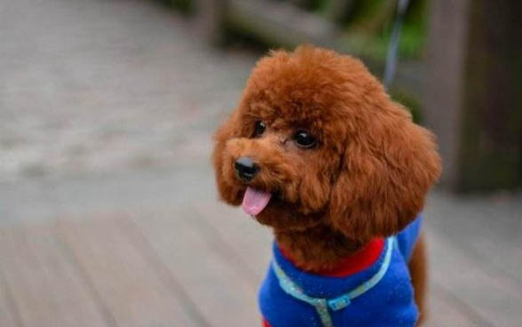 比熊犬和泰迪哪个好养