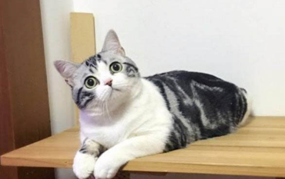 请问猫咪呕吐的原因及处理方法?