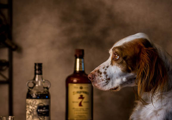 英格兰雪达犬干咳的原因及处理方法