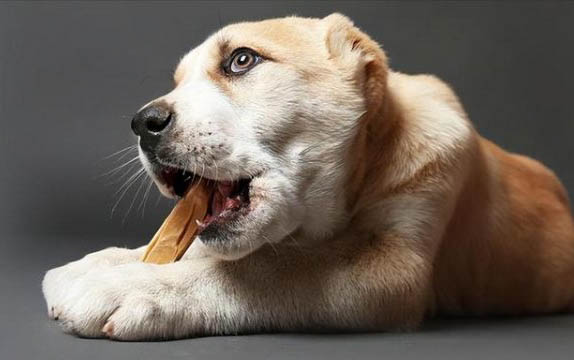 狗狗会不会偷偷放屁