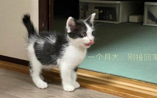 2个月的小猫有猫癣怎么办？