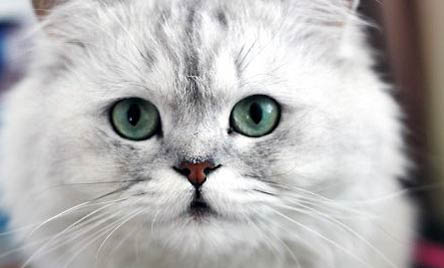 金吉拉属于短鼻猫么