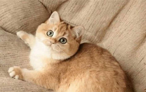 为什么不建议养金渐层猫