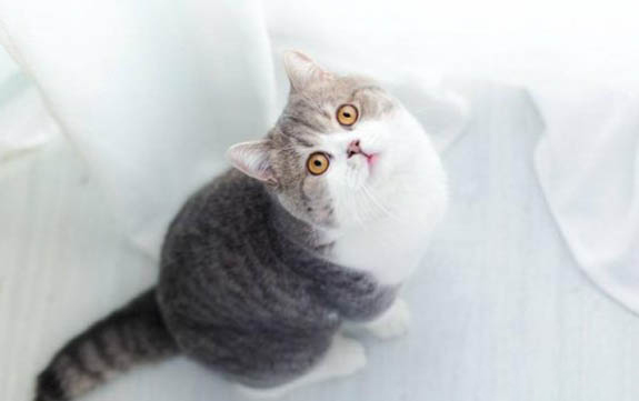 小猫精神不振嗜睡老是摇尾巴