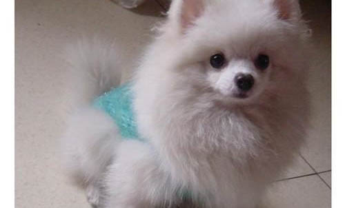 博美犬到家三天吐还拉稀是什么原因
