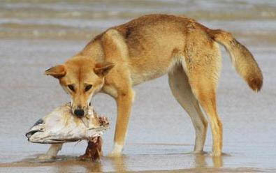 狗可以吃螃蟹么