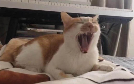猫一直呕吐怎么办
