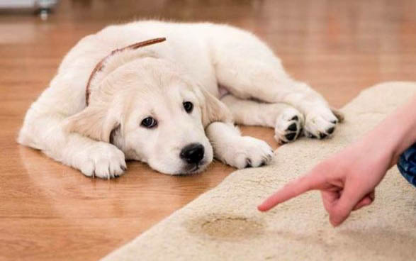 零下十几度狗狗会冷吗