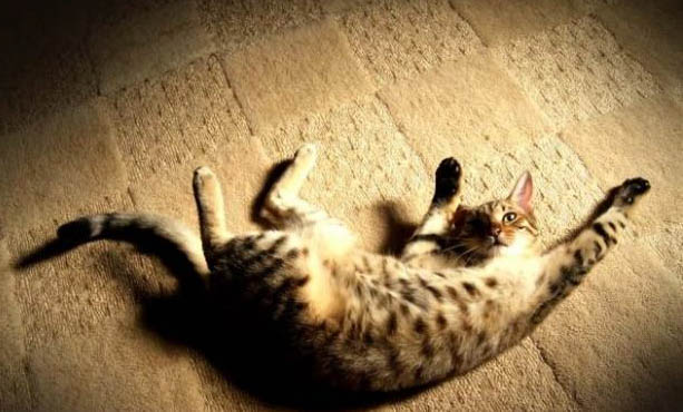 请问猫咪呕吐的原因及处理方法?