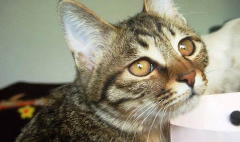 猫咪打喷嚏流鼻血是什么原因啊