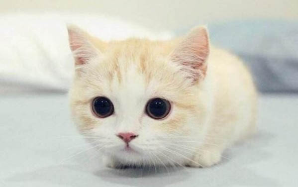 猫不吃不喝不拉咋回事