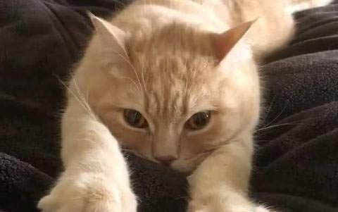 小猫可以喝舒化奶吗?