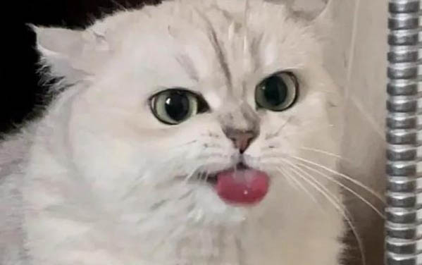 猫咪嘴角出现黑色结痂