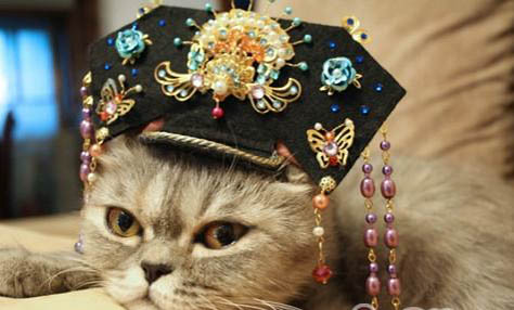 一个月的猫咪拉肚子该怎么办吃什么药