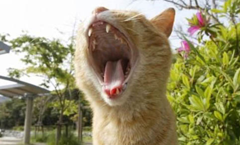 猫咪脖子上掉了一块毛有结痂怎么回事