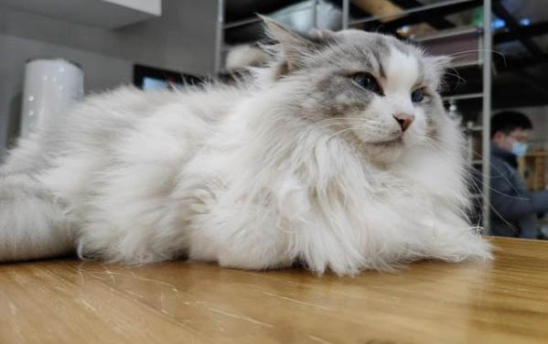 猫咪的脚垫发热正常吗?