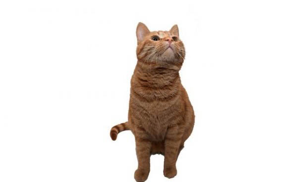 大猫能跟2个月小猫配上吗