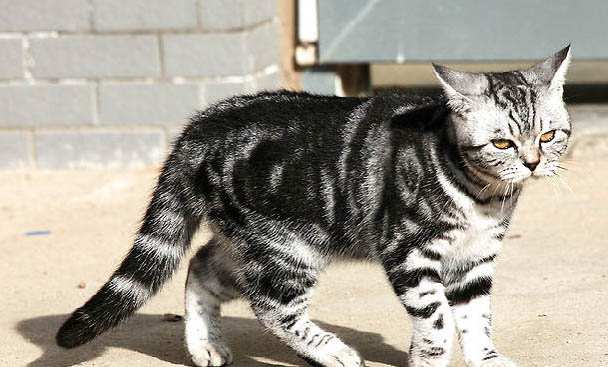虎斑猫和狸花猫的区别