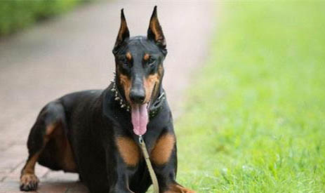 杜宾犬和比特犬哪个厉害