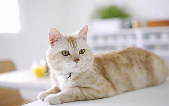 猫咪感冒的原因及治疗方法