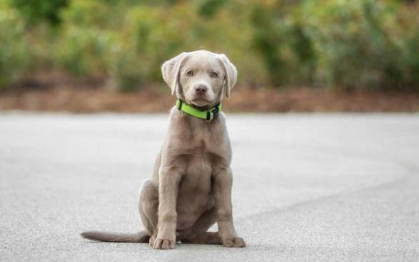 拉布拉多犬舍哪个好