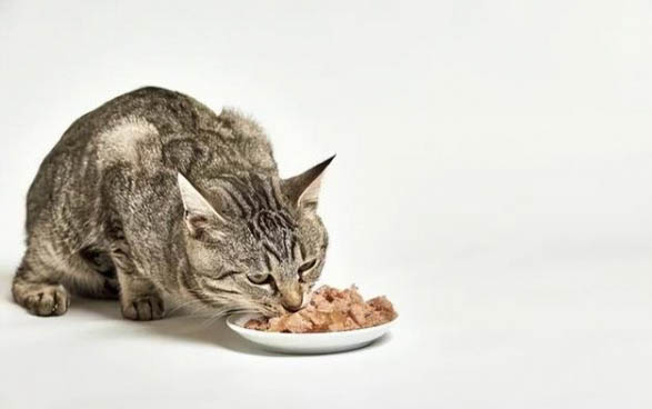 猫咪一天要睡几个小时