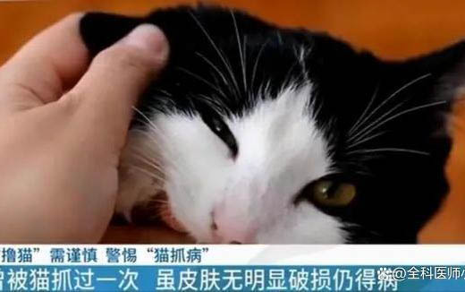 小猫感冒了药推荐