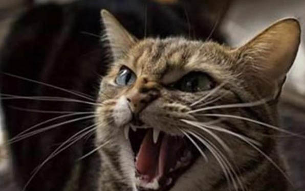 母猫体外驱虫后可以喂小猫奶吗