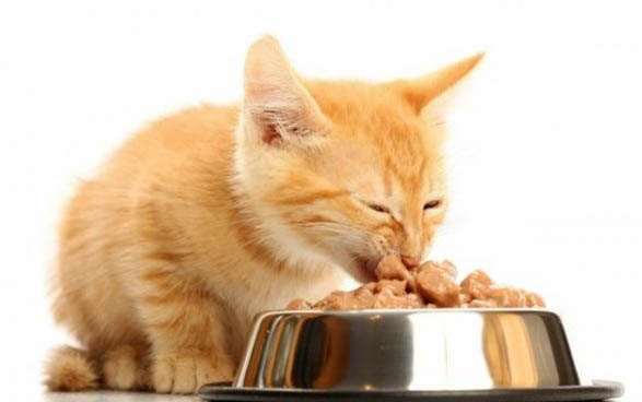 猫拉软便的原因是什么?