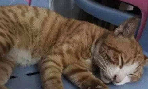 猫咪中毒都有哪些症状