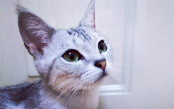 猫晚上不睡觉折腾人？