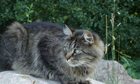 猫咪睡觉鼻子干正常吗