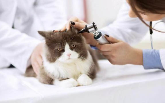 家里点檀香对猫有害吗