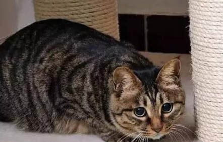 狸花猫和虎斑猫的区别在哪里