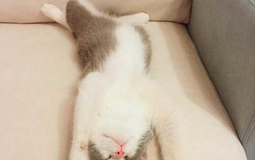 猫咪太胖怎么减肥