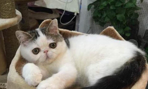 请问猫咪呕吐的原因及处理方法?