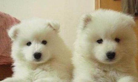 萨摩耶犬衰老会有哪些表现?