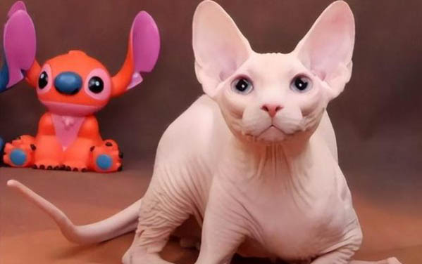请问猫咪呕吐的原因及处理方法?