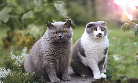 卡尔特猫尿闭的原因及处理方法