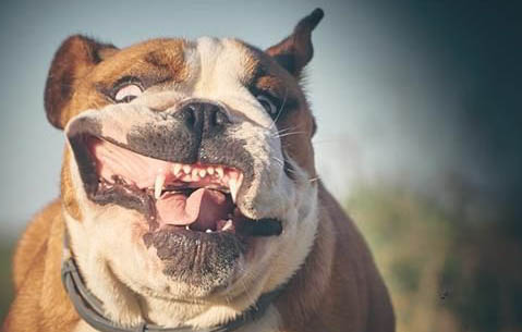 怎样让美国恶霸犬半夜不叫