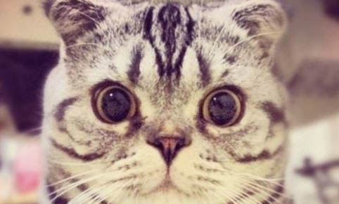 怎样让猫咪不爬窗帘