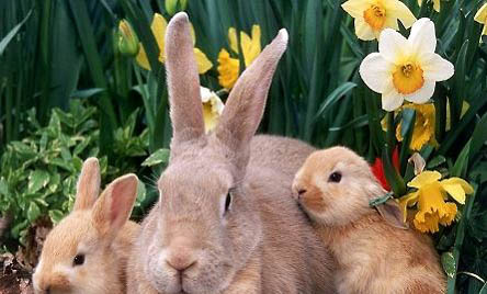 兔子养多久可以出栏？