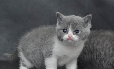 猫咪身体发抖是怎么回事