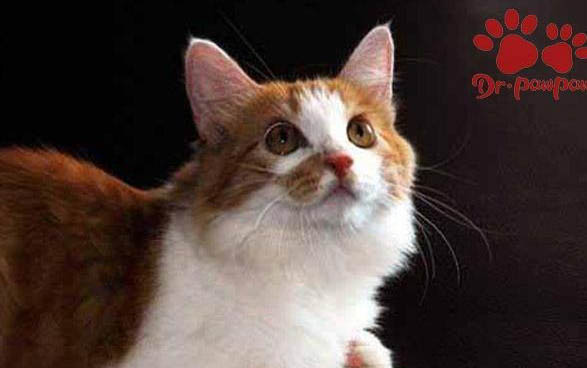 猫咪自闭了怎么办