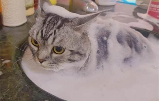 猫老是尿尿是什么原因
