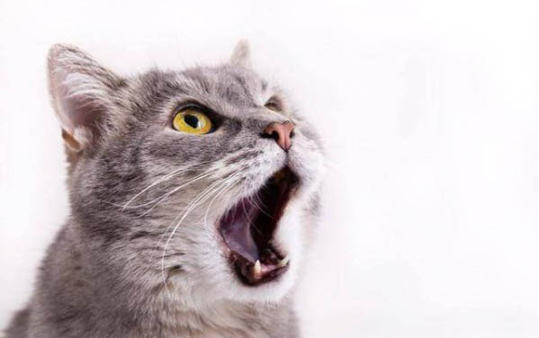 如何确认小猫公母
