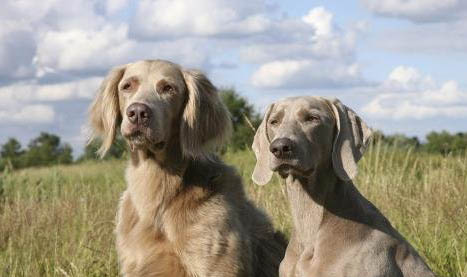 西班牙小猎犬干咳是什么原因