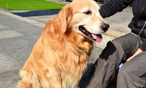 金毛属于中型犬还是大型犬