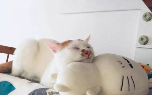 小猫夜里一直叫,原因和处理方法