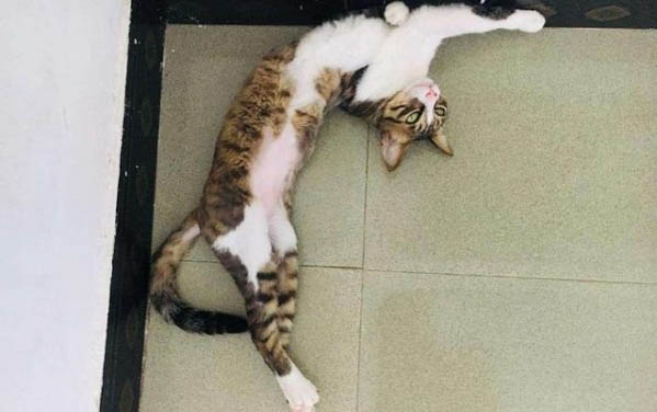 小猫怀孕多久能摸到胎动